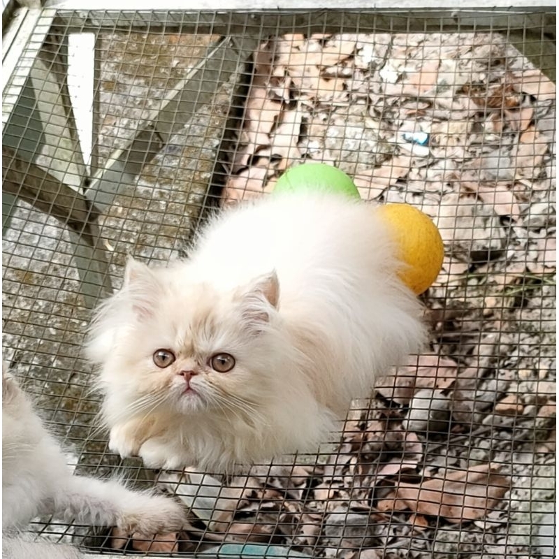 PERSIA FLATNOSE BETINA PUTIH CREAM