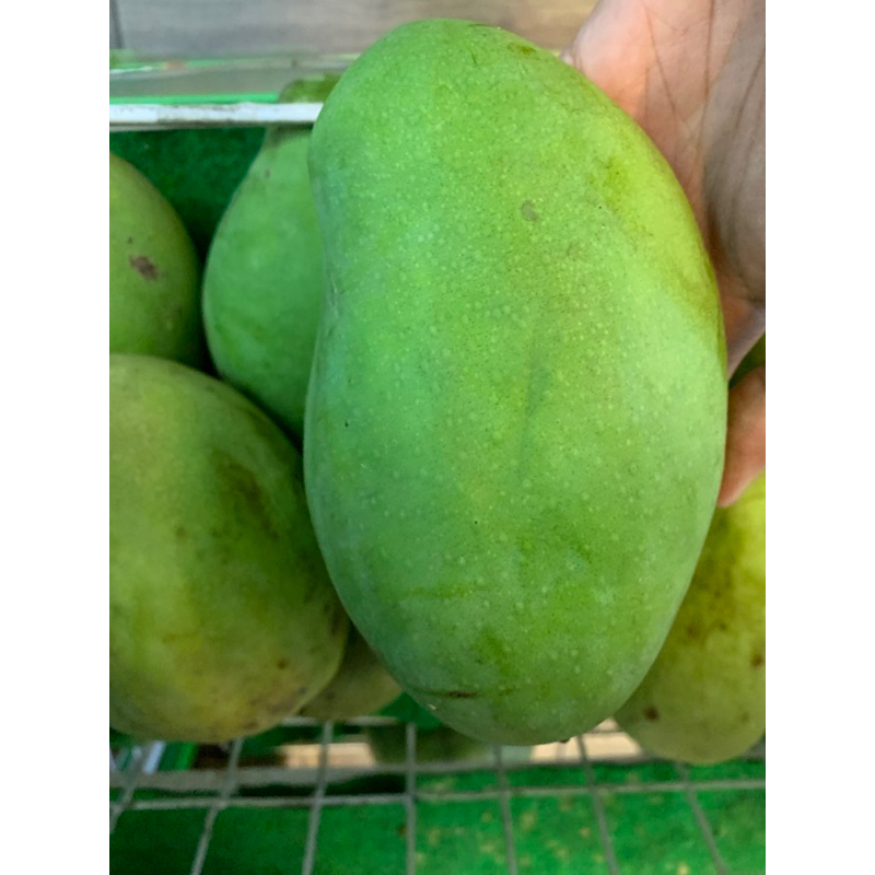 

mangga Arum manis