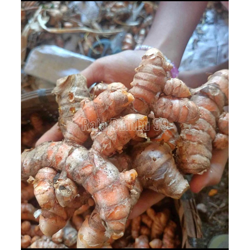 

Kunyit 500gr dan 250 gr