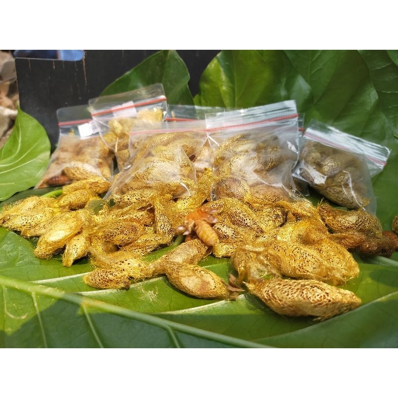 (ISI 30PCS)POMPONG POKAT/ENTUNG ALPUKAT/KEPOMPONG ALPUKAT UMPAN  GACOR MANCING BAWAL