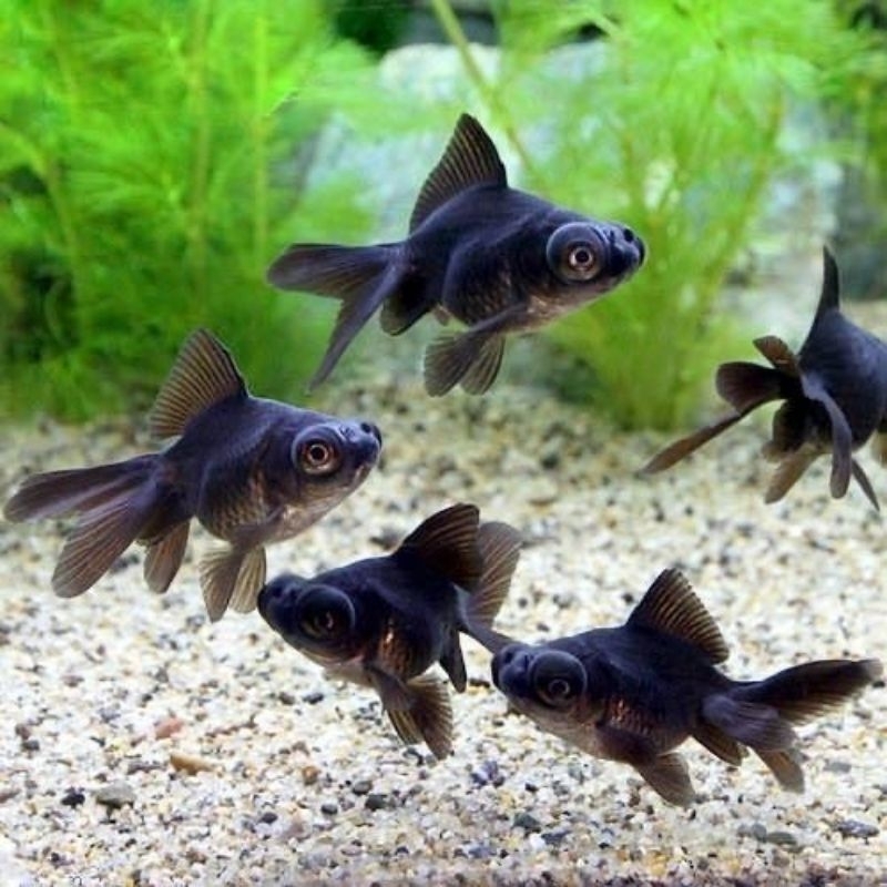 Ikan Hias Goldfish Mas Koki Black Moor