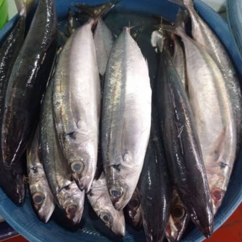 

Ikan dencis lungun segar