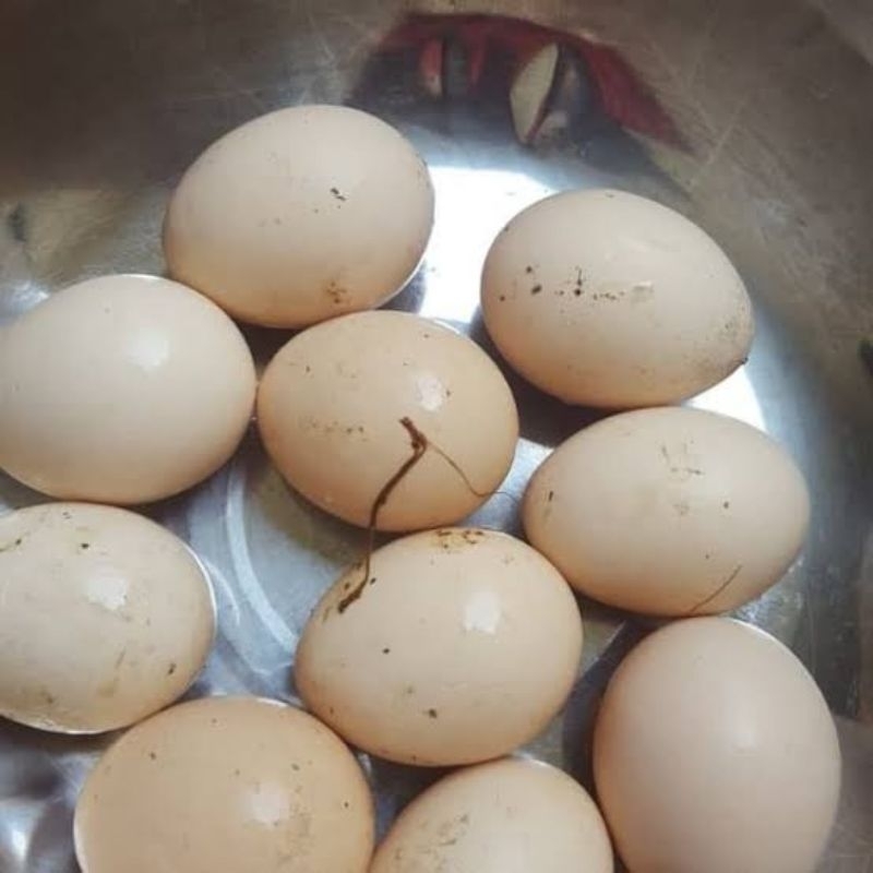 

Telur ayam Kampung Asli peliharaan (chat dulu untuk ketersediaan barang)