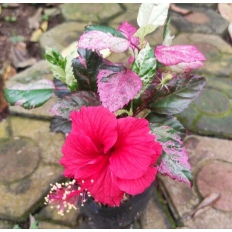 tanaman hias bunga sepatu merah daun warna warni