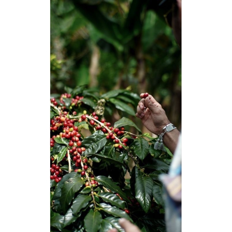 Buah Kopi Ceri Segar Asli | 500gram