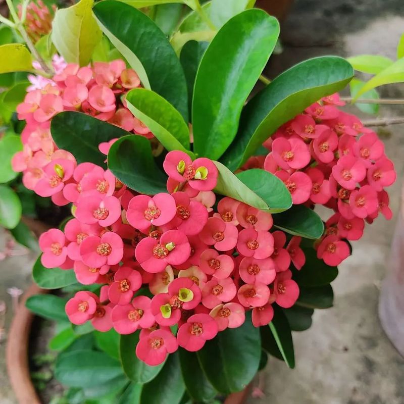 Tanaman Hias Euphorbia Milii.