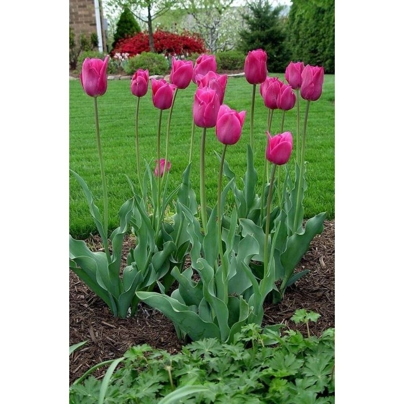 Bunga tulip hidup bentuk umbi ( id: pink sweet )