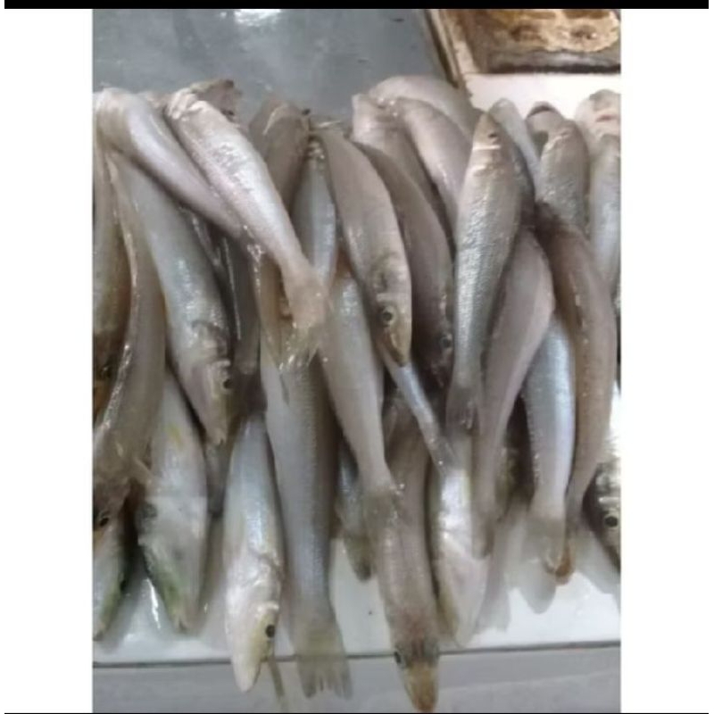 

Ikan Rejung (Pecah piring)