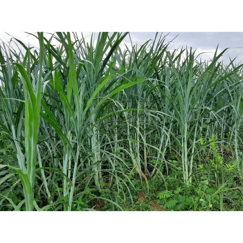 Bibit rumput zanzibar super 1kg