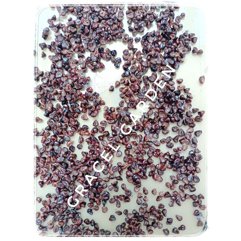 TERMURAH 1 Biji Kaktus Astro 5 Ribs Starshape Fukuryu Benih Seed Asterias Astrophytum