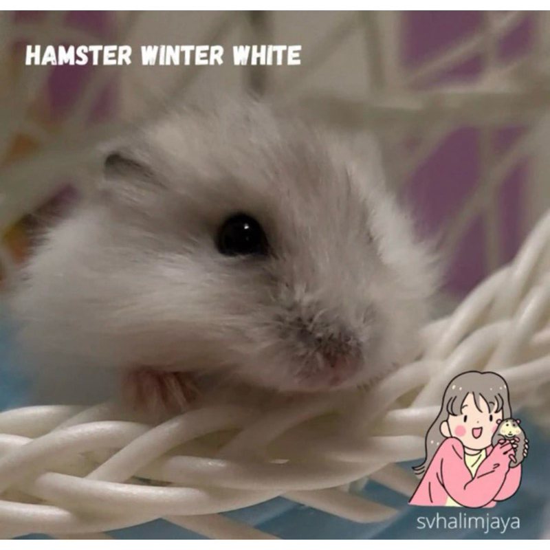 Hamster Winter White