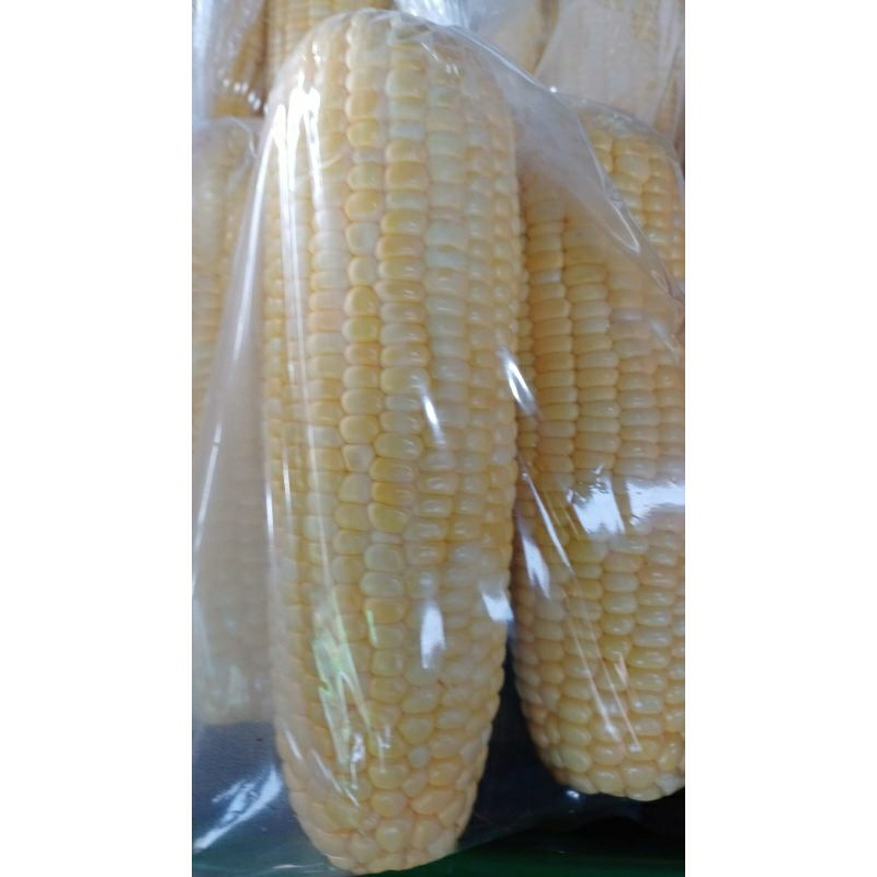 

Jagung Putih 1/2 Kg