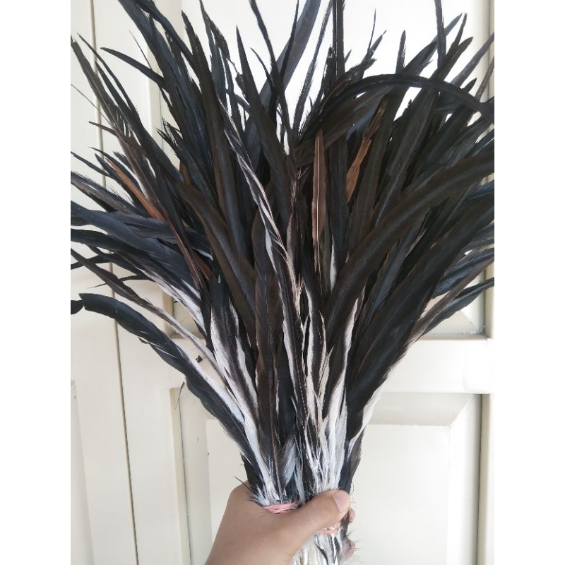 BULU AYAM LANCUR (JUMBO ) JAGO ISI 100 HELAI NATURAL HITAM