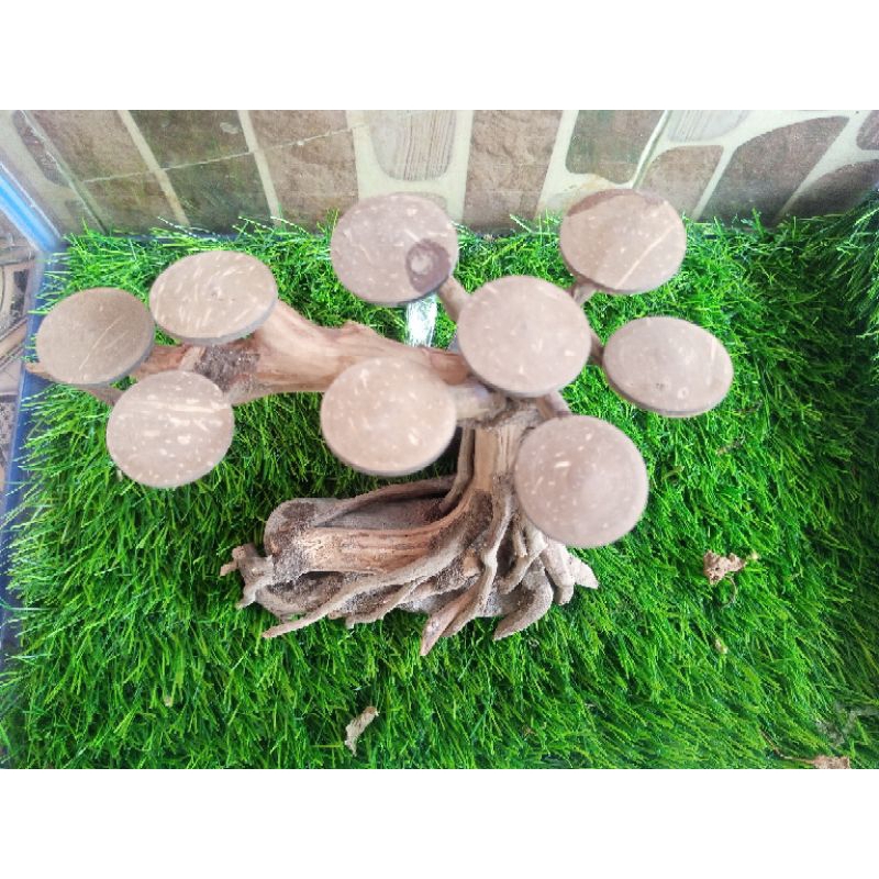 bonsai buce hiasan akuarium dekorasi aquascape