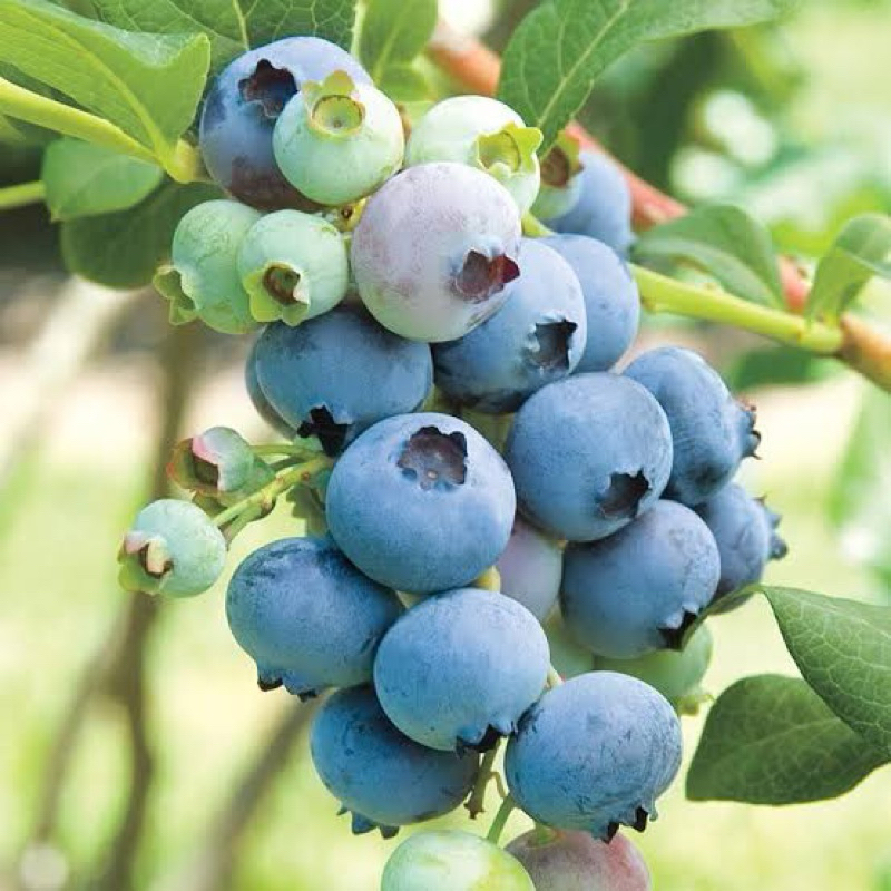 bibit blueberry cangkok lebih cepat berbuah