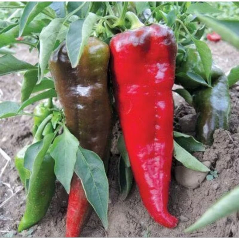 benih cabe besar cabe big hijau jumbo (25 butir)