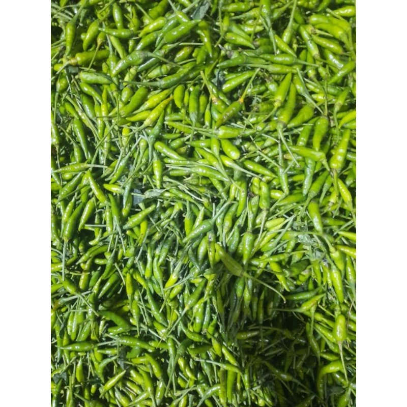 

cabe rawit ijo 1 kg fresh