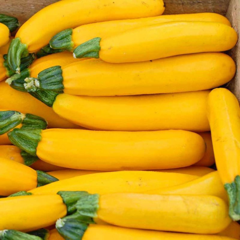 

zuchini kuning per 500 gr