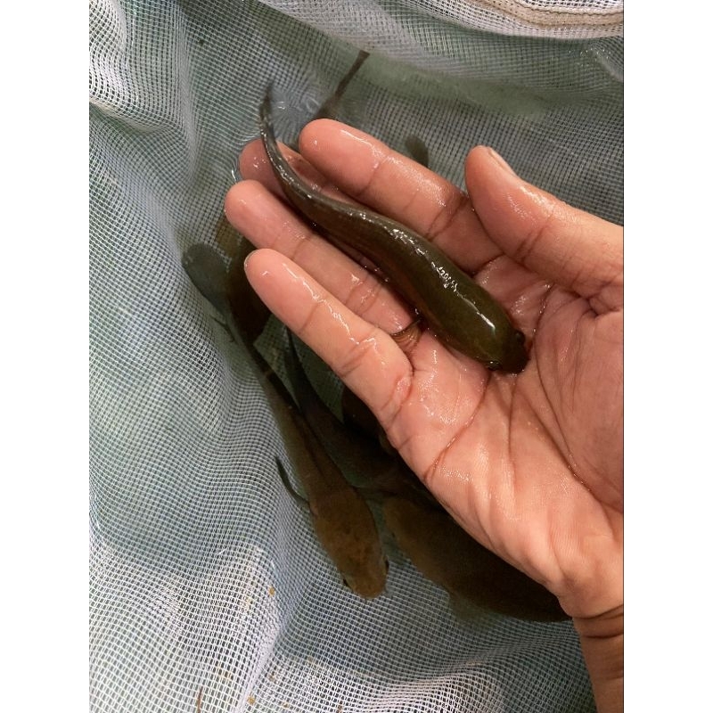 Hiasan Aquarium Chana Ys / Yellow Sentarum 15cm