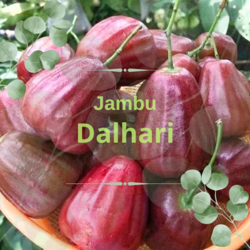 

Jambu Air Dalhari