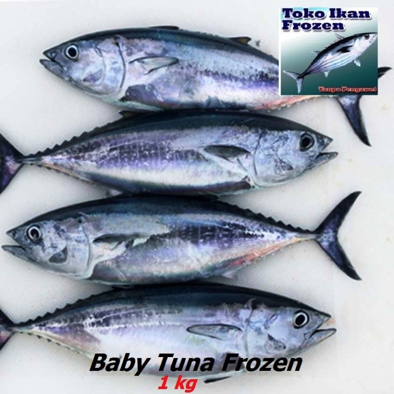 

Ikan BABY TUNA / Segar Beku / Frozen Fresh / 1 kg