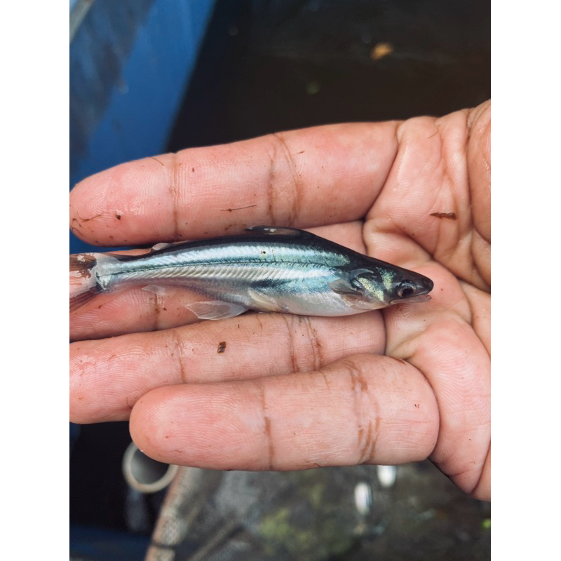 

benih patin ukuran 6-7-8cm