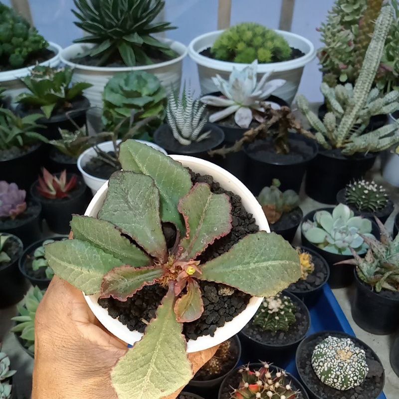 euphorbia francoisii