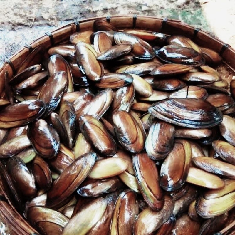 Umpan Kijing Air Tawar Kerang air Tawar