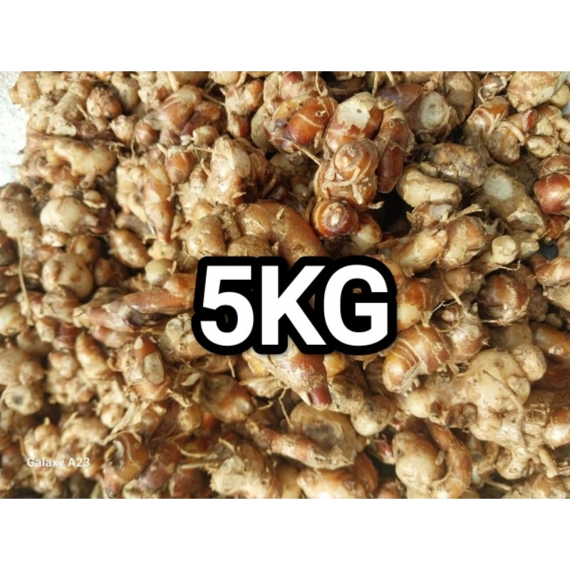 

5KG KENCUR SEGAR WANGI BERSIH PROMO MURAH