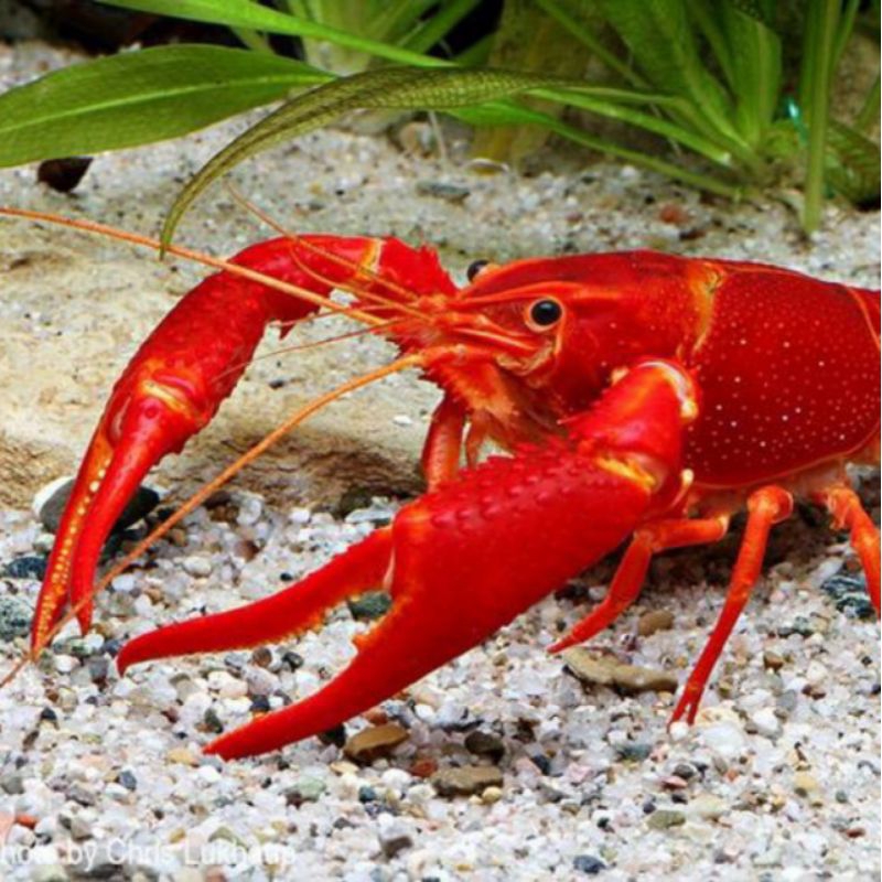 Bibit Lobster air tawar hidup