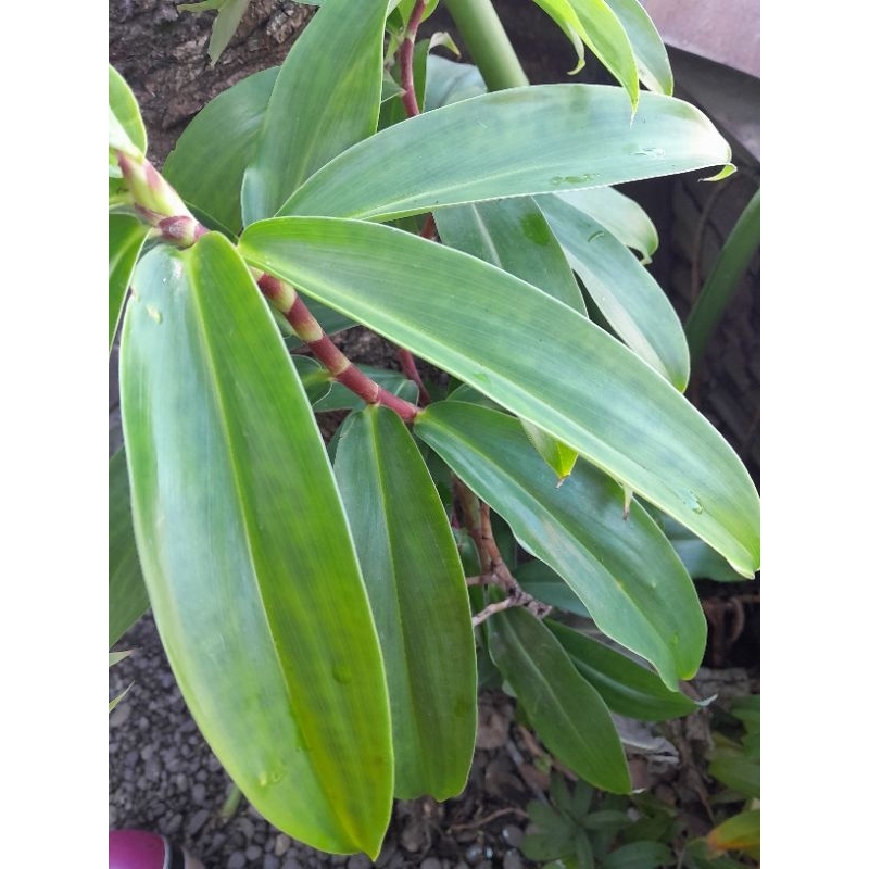

DAUN PACING (segar herbal 250gram