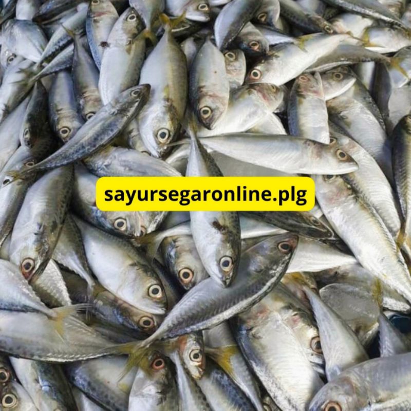 

ikan SARDEN Segar / Ikan Laut (500 gr - 1 KG) - Sayur Segar Online Palembang