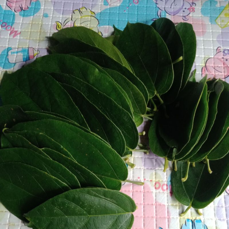 

daun kipanas daun cincau 50 lbr