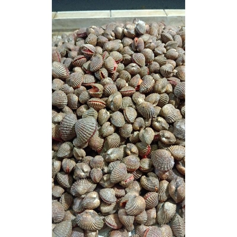 

kerang dara hidup