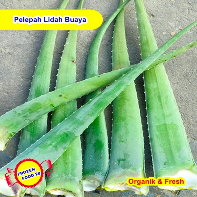 Lidah Buaya Per 1 Kg, Aloevera Gel, Pelepah Lidah Buaya Organik Jumbo Alami, Tanaman Original Asli