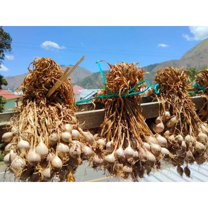 

Bawang tunggal lokal asli Sembalun Gunung Rinjani