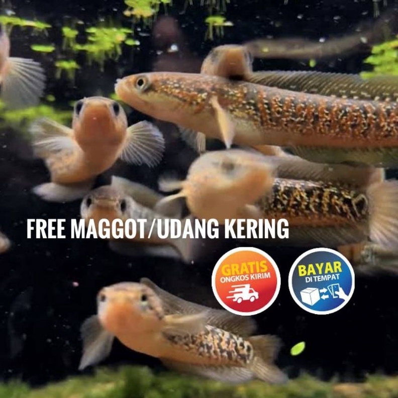 KODE H44H seafood asiatica rsp kalimaya GRADE A