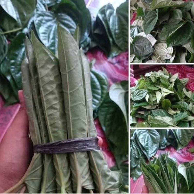 

Daun Sirih Segar Kualitas Terpilih 10 Lembar