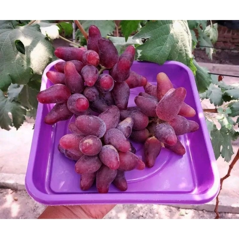 BIBIT ANGGUR IMPORT OSCAR RS K5BB/ SO4/CN/1613C HARGA PROMO 100% VALID