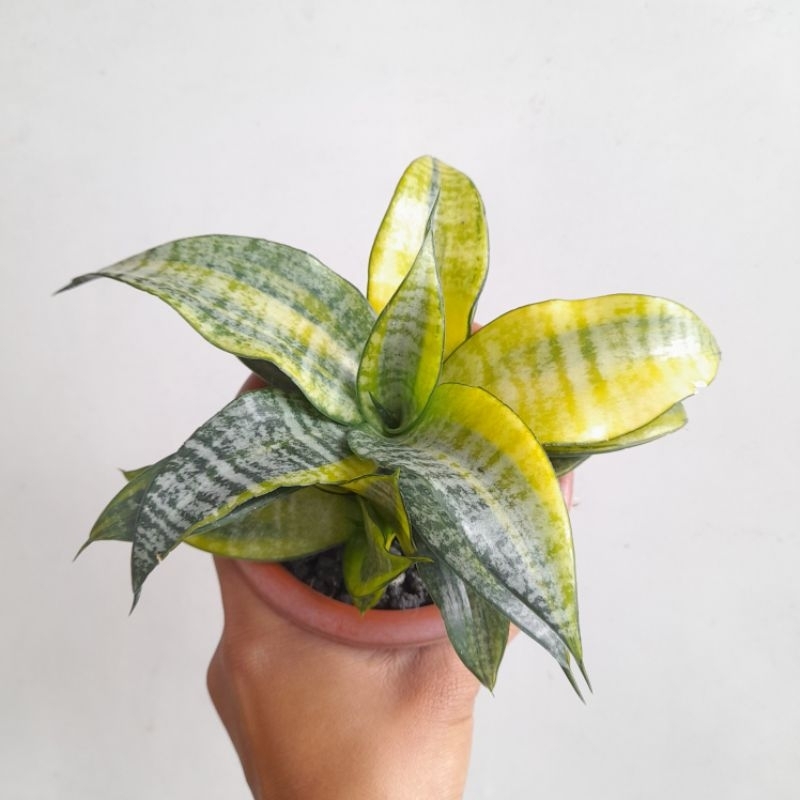 Sansevieria Marga variegata (anakan)