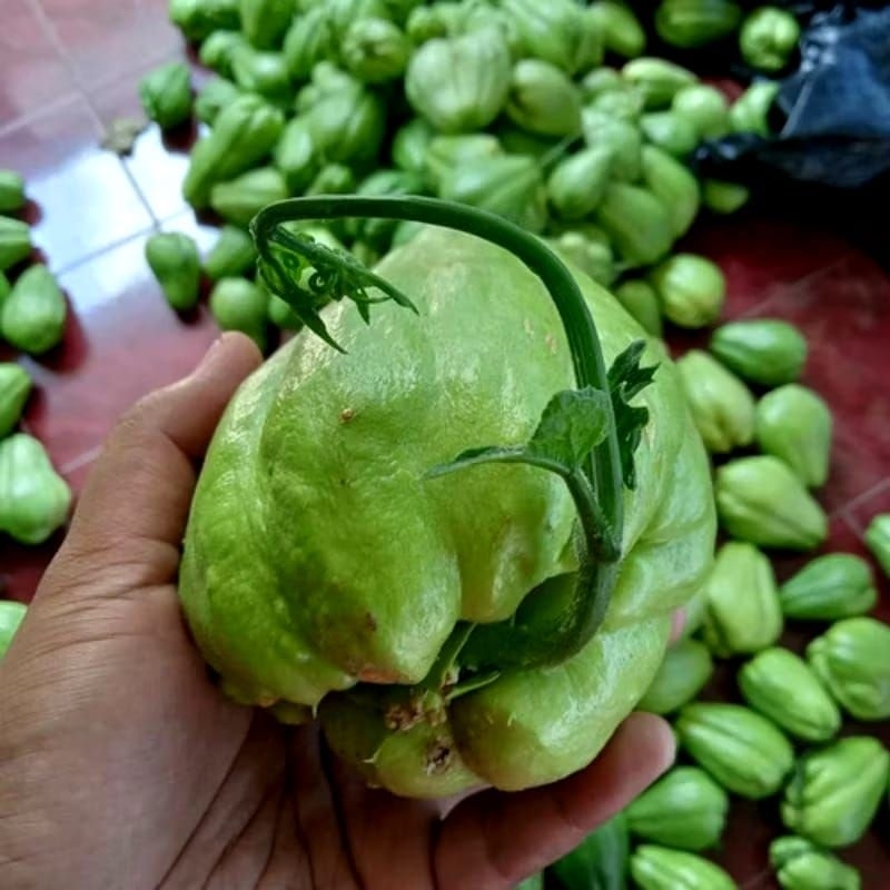 Bibit Labu Siam Siap Tanam Bibit Jipang