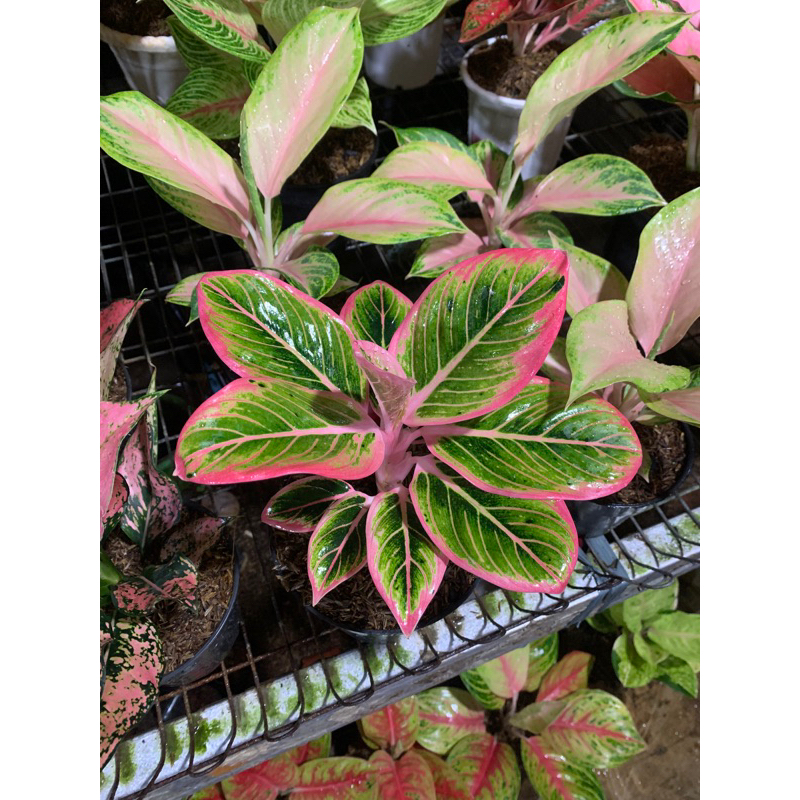 AGLONEMA LOTUS DELIGHT