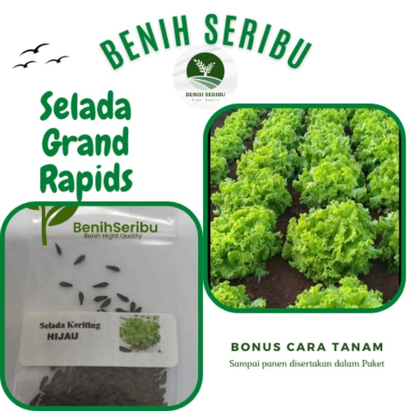 150± Biji - Benih Selada Keriting Hijau seed Benih Selada Hijau Keriting