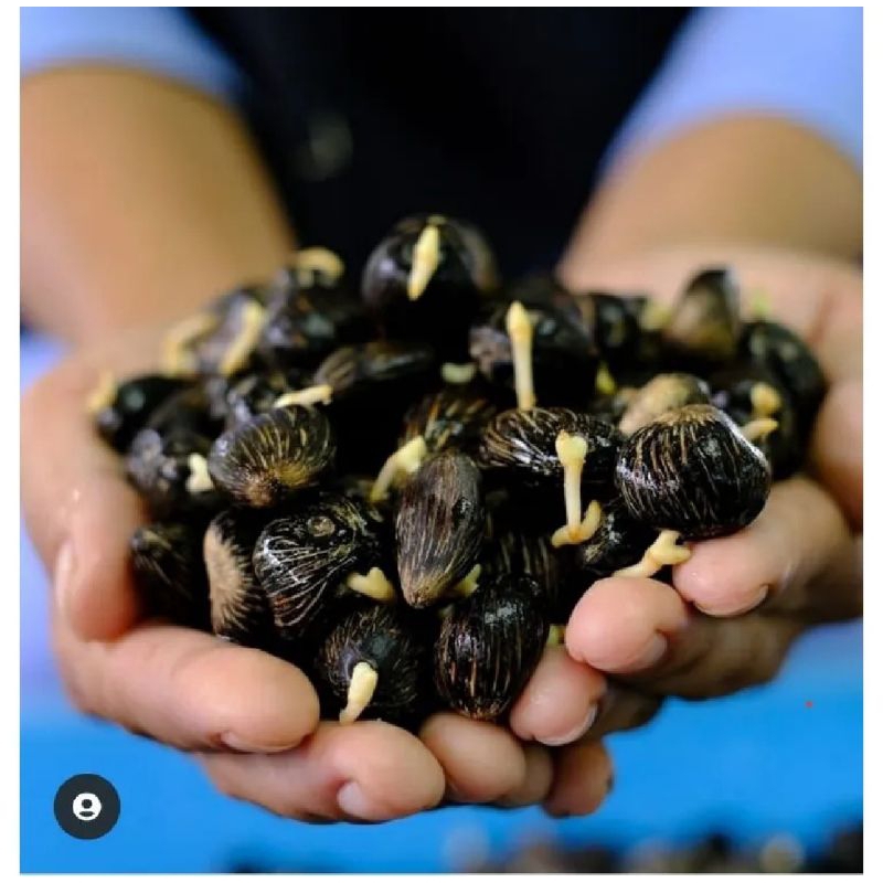 100 Butir Benih Sawit Unggul LONSUM ORIGINAL Bersertifikat