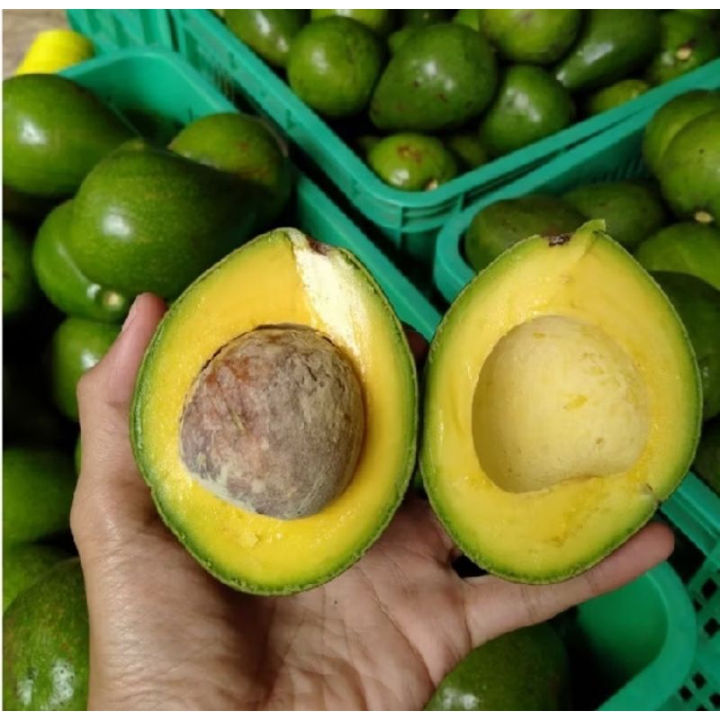 

buah alpokat metega/miki mix Mateng/mentah tidak melayani khusus mateng