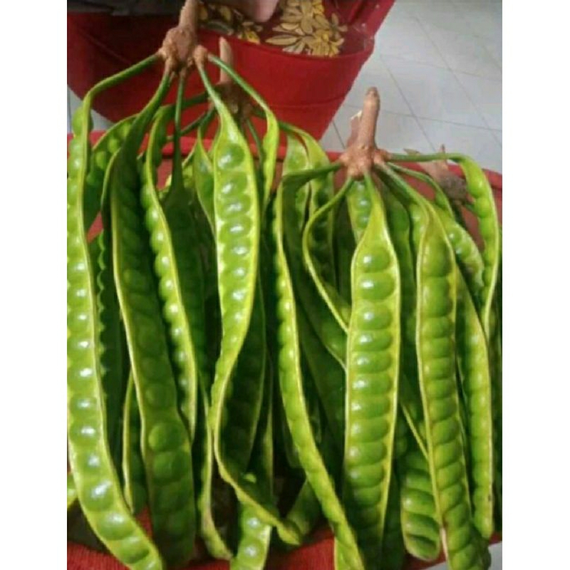 

pete petai segar siap di masak 10 papan/ petai jawa murah 1 ikat (10 lonjor/papan)