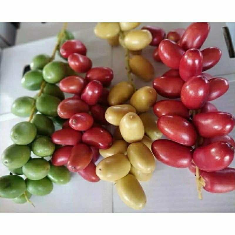 

PO 21 oktober KURMA MUDA BARHEE KUNINdG free zuriat belah+tespeck+rempah detox