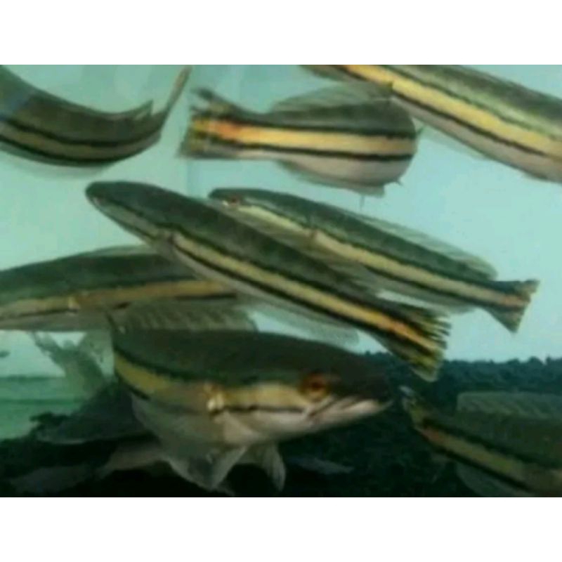 HIAYASAN TOMAN ASLI HIJAU SINGLE TANK
