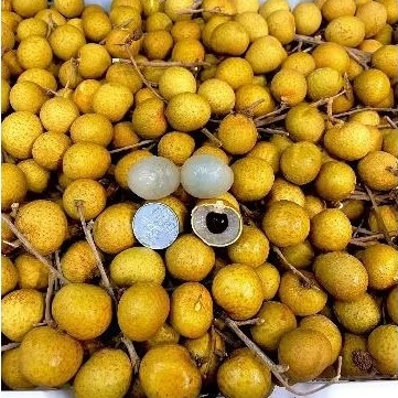 

Klengkeng Emas Thailand Manis