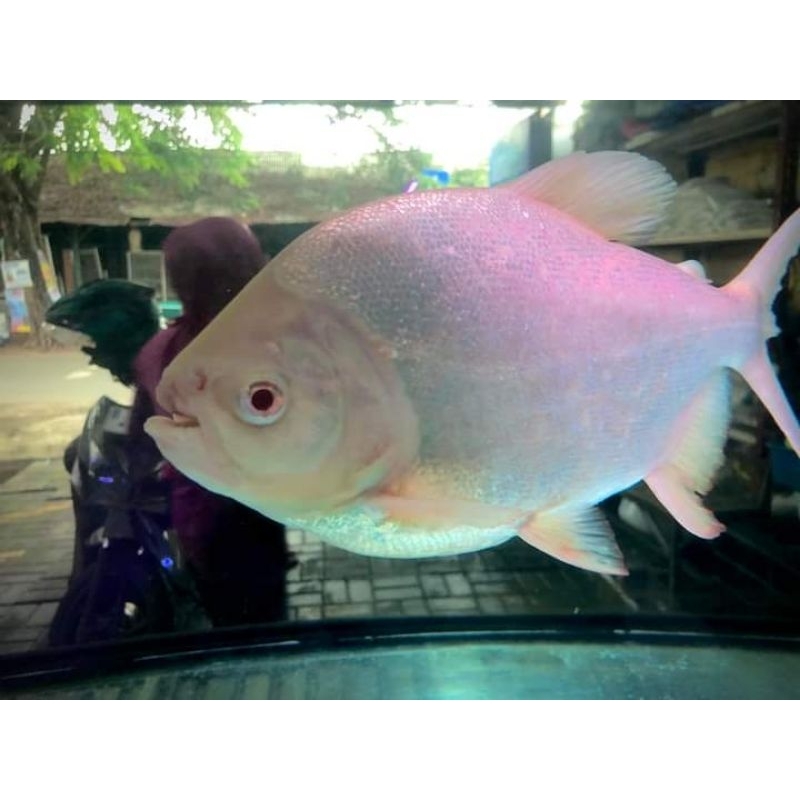 Ikan Pacu Albino